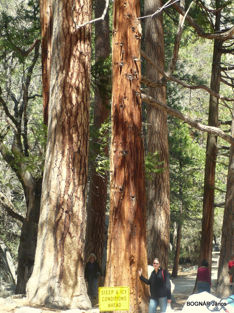 sequoia-2