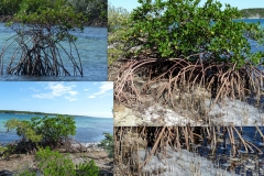 mangrove_0