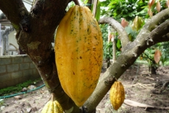 theobroma-cacao-2