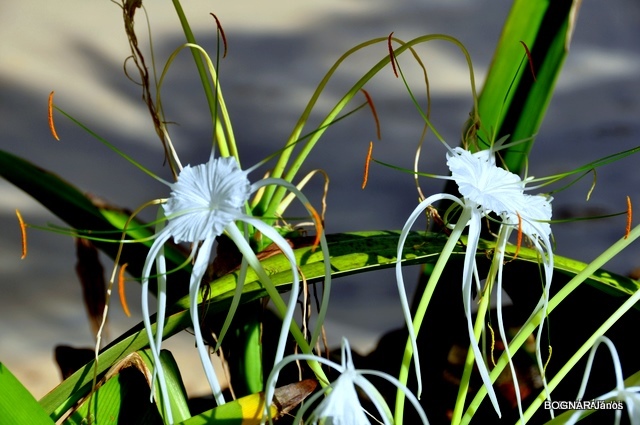 hymenocallis-spider-lily