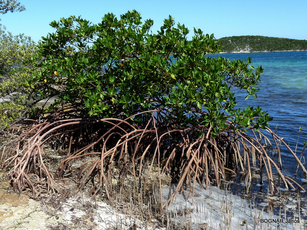 mangrove-2