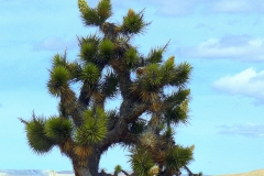 joshue-tree-yucca-brevifolia