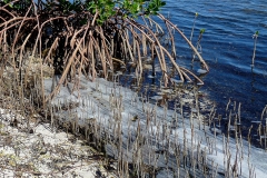 mangrove-4