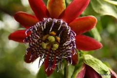 passiflora
