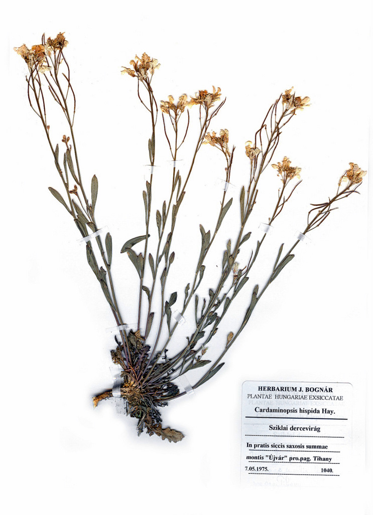 Cardaminopsis hispida