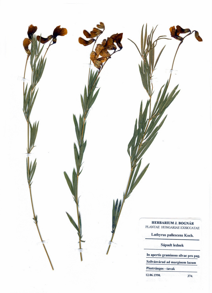 Lathyrus pallescens