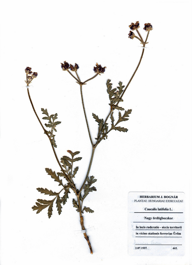 Caucalis latifolia