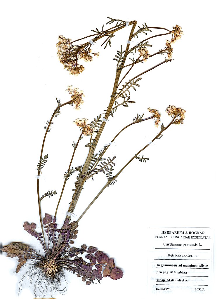 Cardamine-pratensis-subsp matthioli
