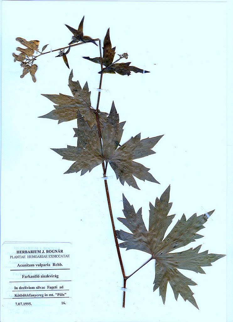 Aconitum vulparia