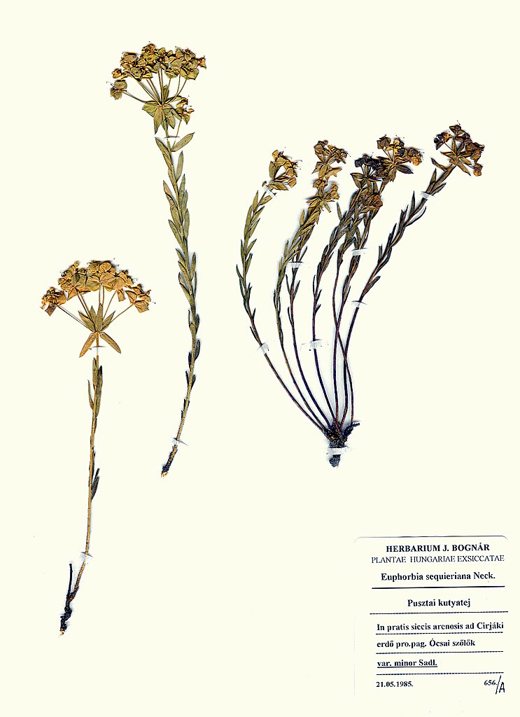 Euphorbia sequeriana