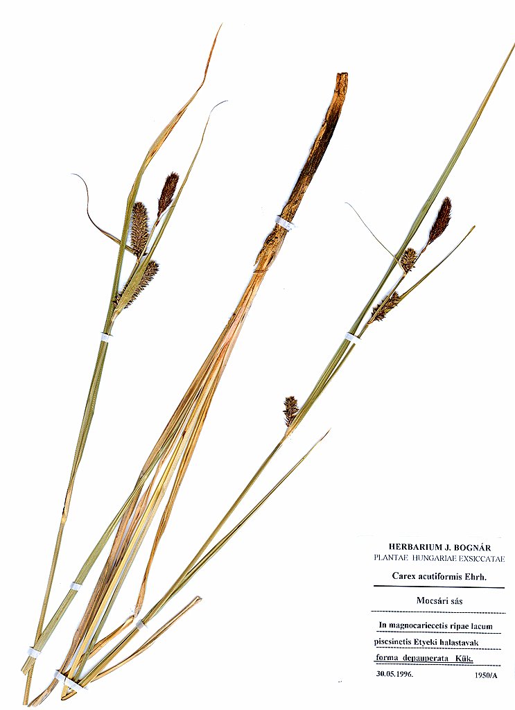Carex acutiformis forma depauperata