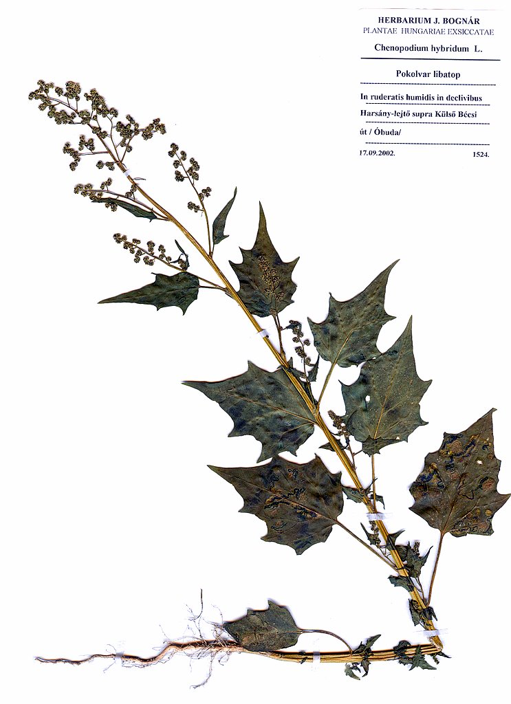 Chenopodium hybridum