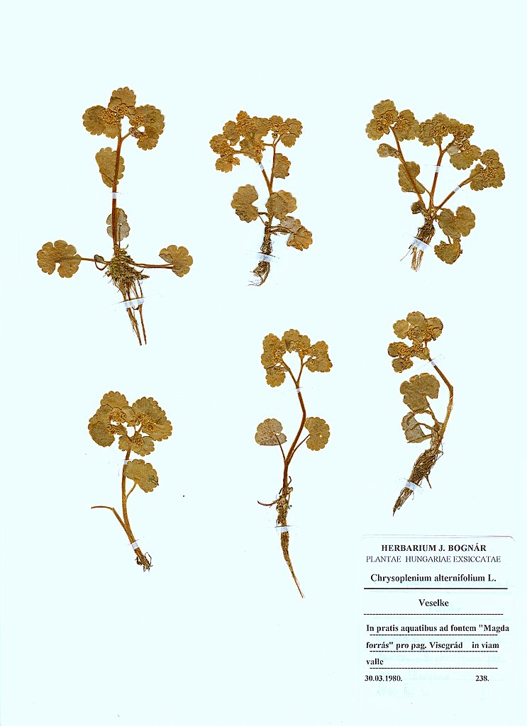Chrysoplenium alternifolium