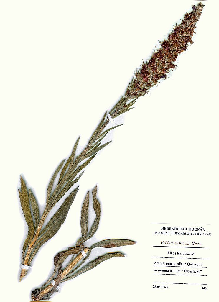 Echium russicum