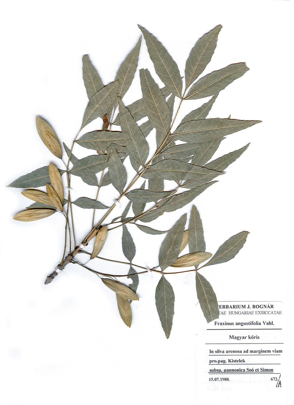 Fraxinus angustifolia ssp pannonica