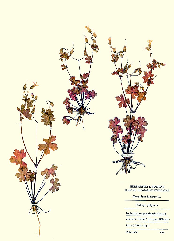 Geranium lucidum
