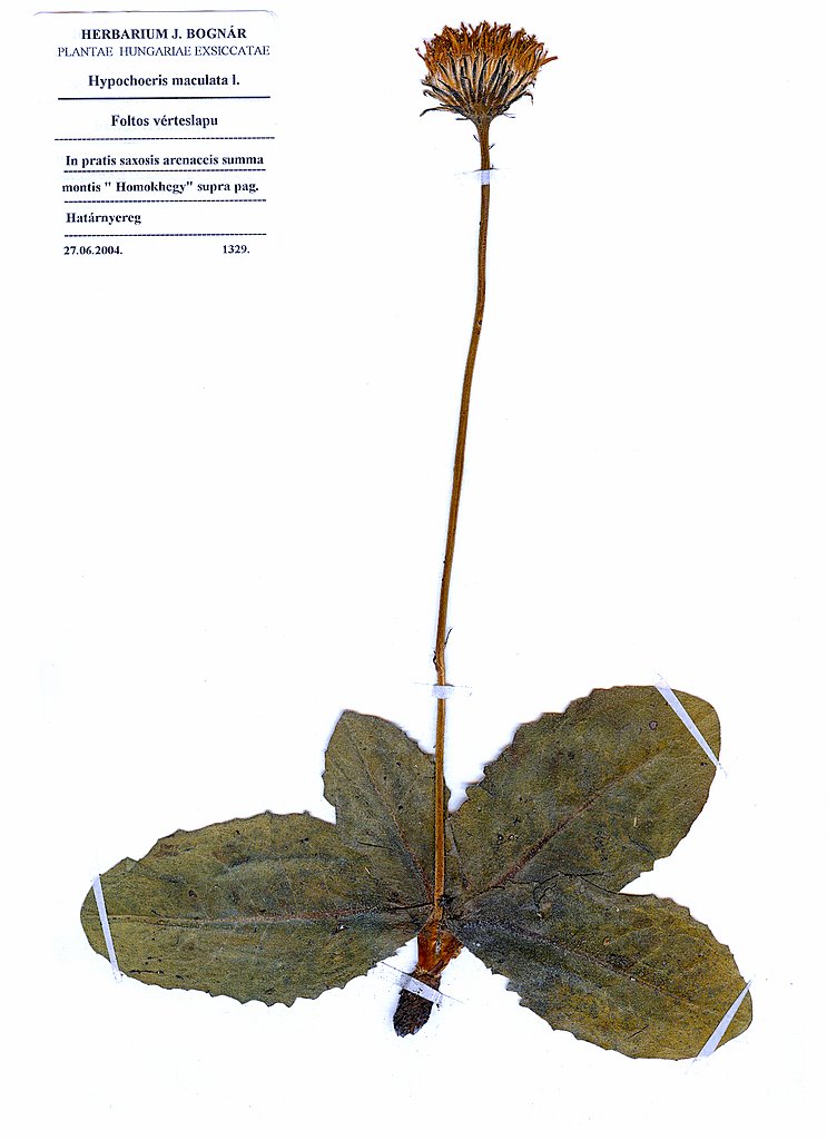 Hippocrepis maculata