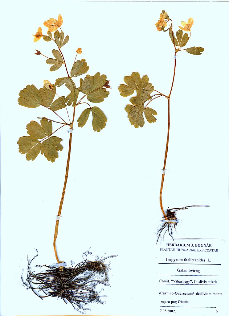 Isopyrum thalictroides