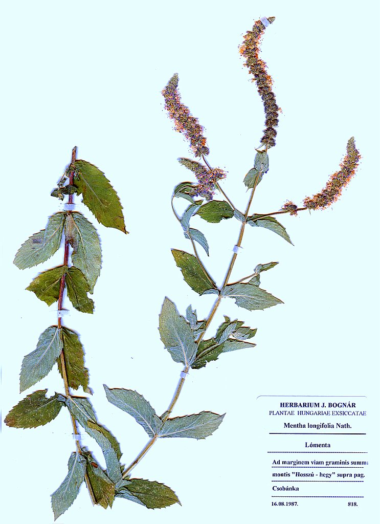 Mentha longifolia