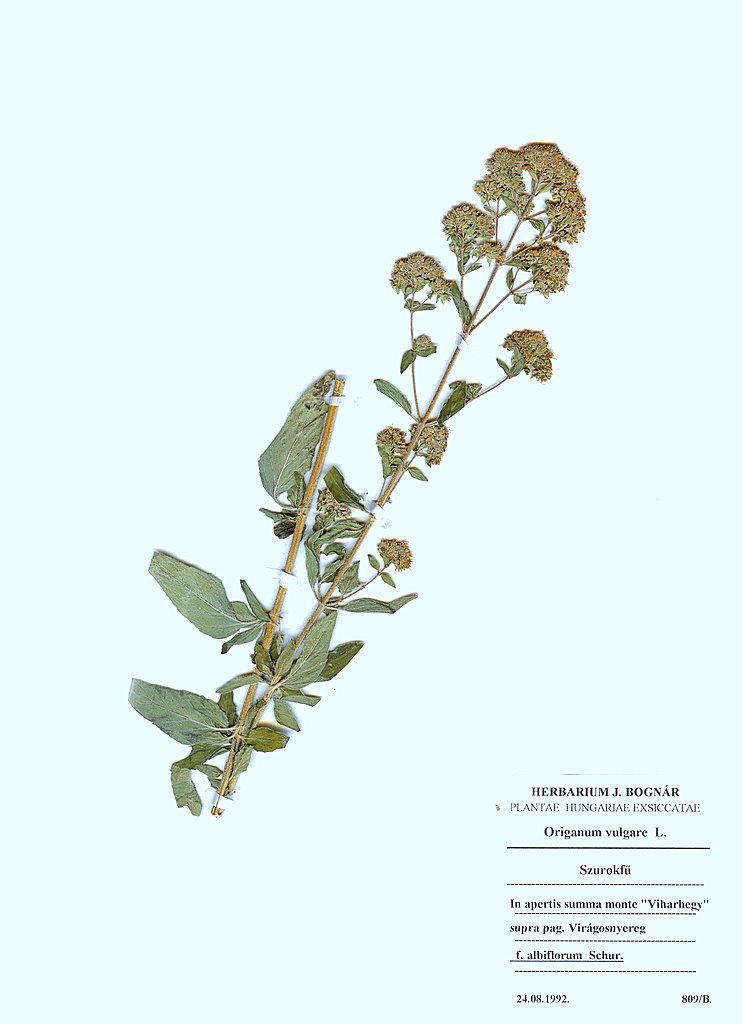 Origanum vulgare var albiflorum