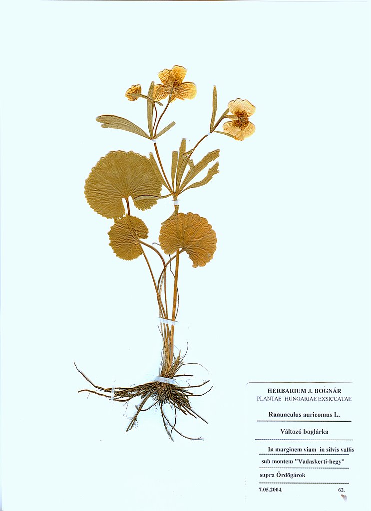 Ranunculus-auricomus