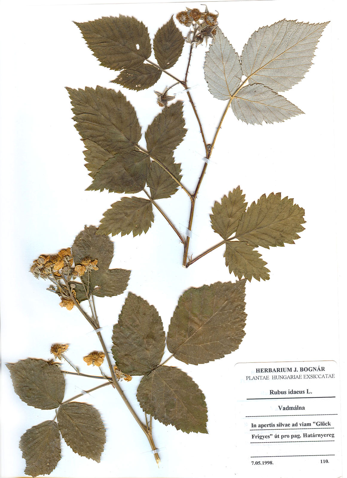 Rubus idaeus agg