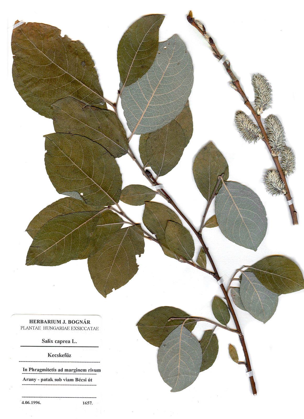 Salix capraea