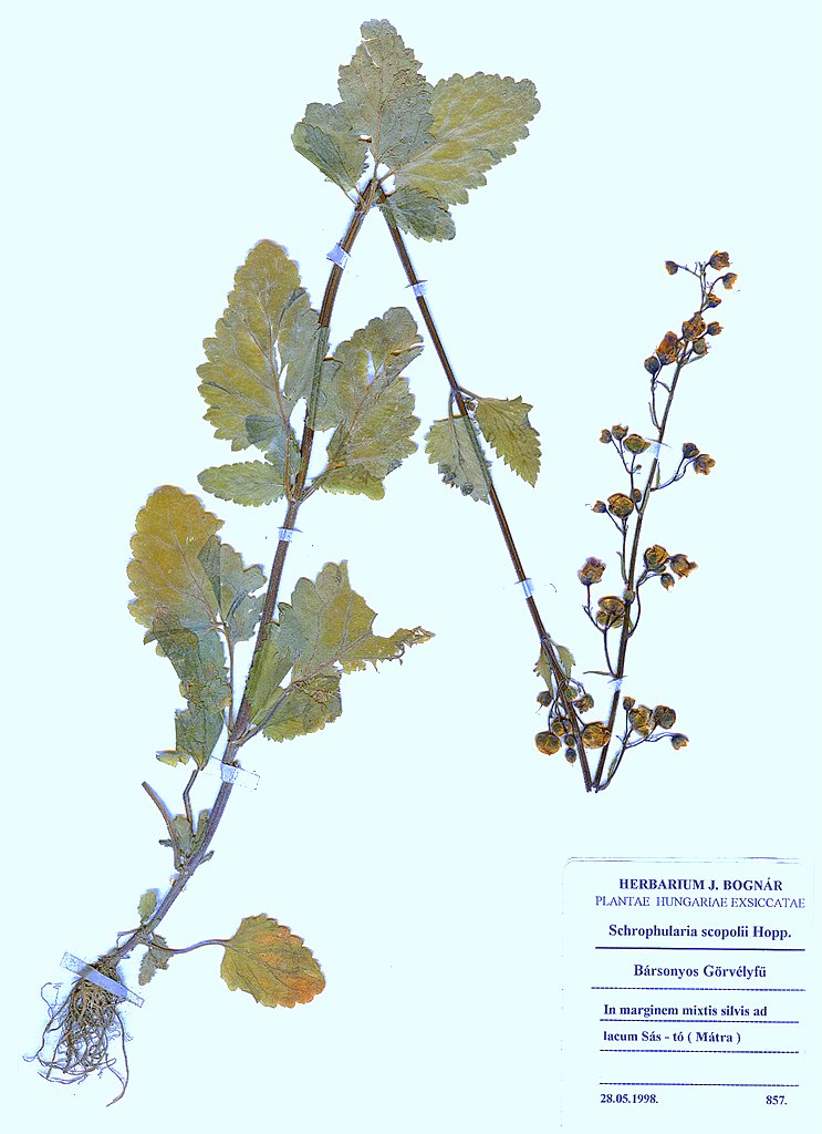 Scrophularia scopolii