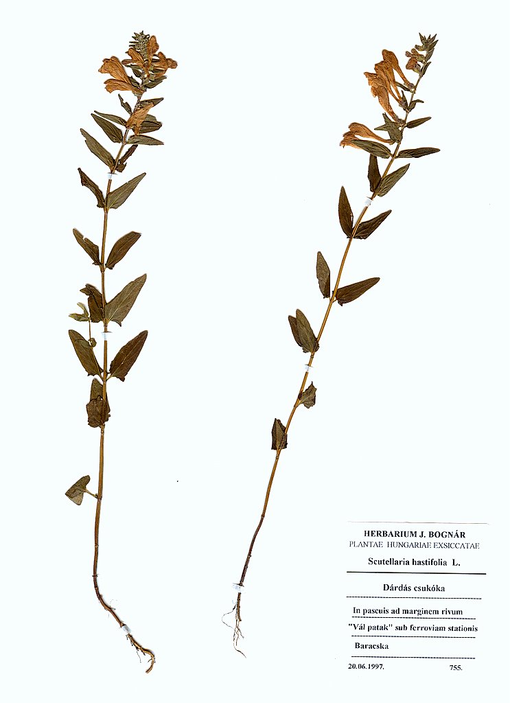 Scutellaria hastifolia