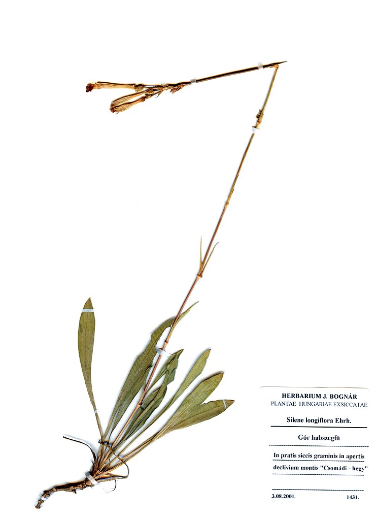 Silene longiflora