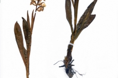 Dactylorrhiza sambucina
