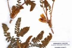 Astragalus excapus
