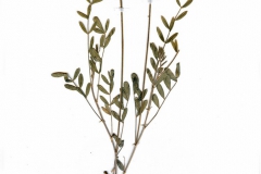 Astragalus vesicarius