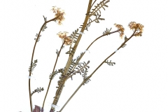 Cardamine-pratensis-subsp matthioli