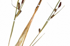Carex acutiformis forma depauperata