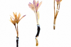 Colchicum arenarium
