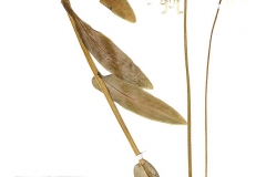 Doronicum hungaricum
