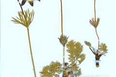 Pulsatilla pratensis ssp nigricans