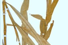 Ranunculus lingua
