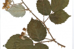 Rubus fruticosus agg
