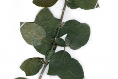 Viburnum lantana