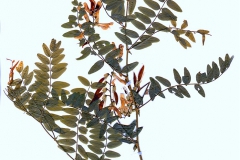 Vicia sparsiflora