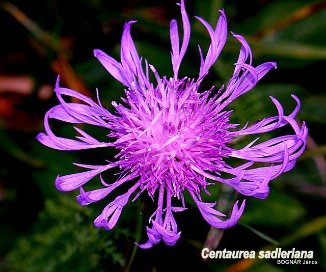 centaurea-sadleriana