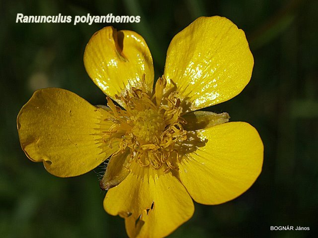 ranunculus-polyanthemos