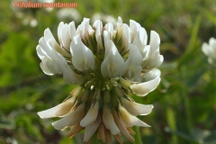trifolium-montanum