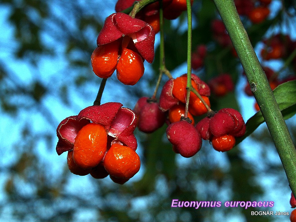 euonymus-europaeus-2