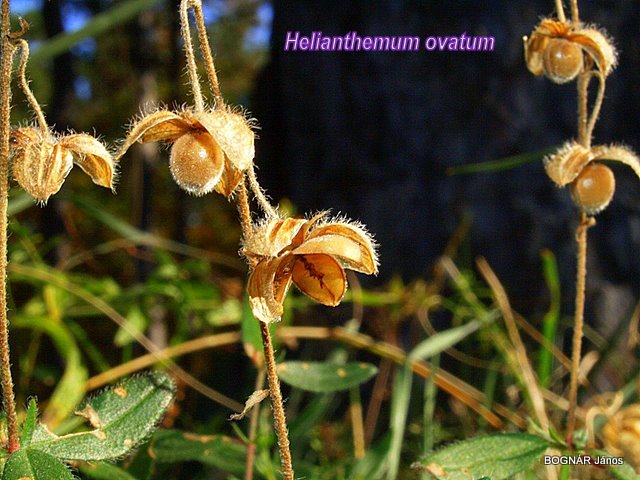 helianthemum-ovatum-2