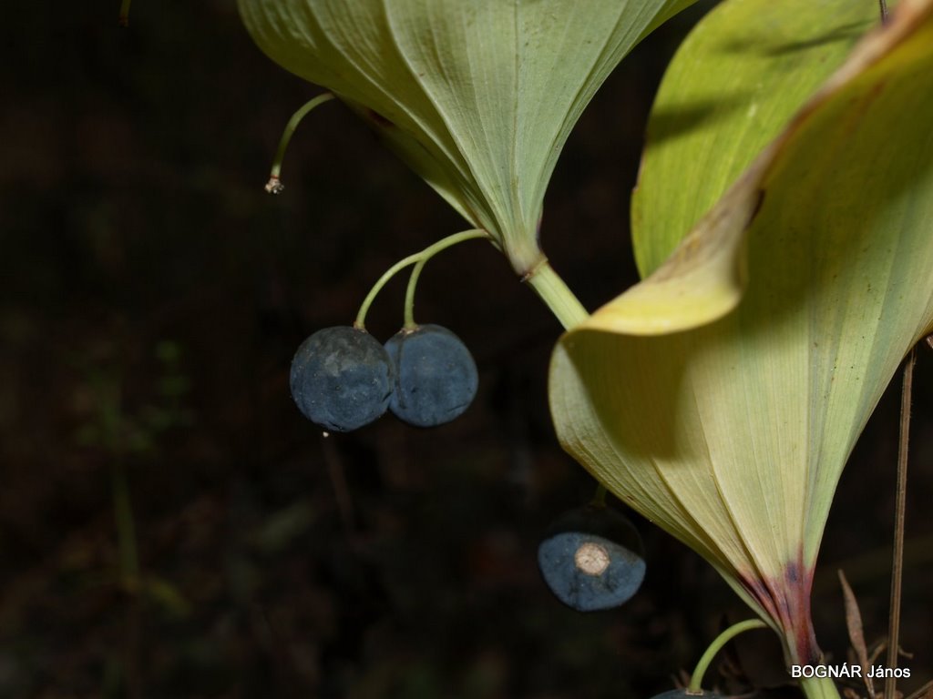 polygonatum-latifolium