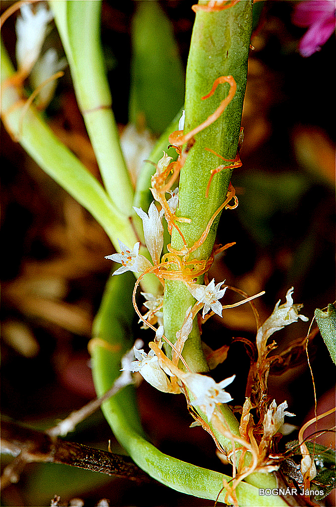 parazita növény jellemző fajok