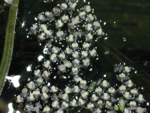 Vallisneria polliniumok a víz felszínén